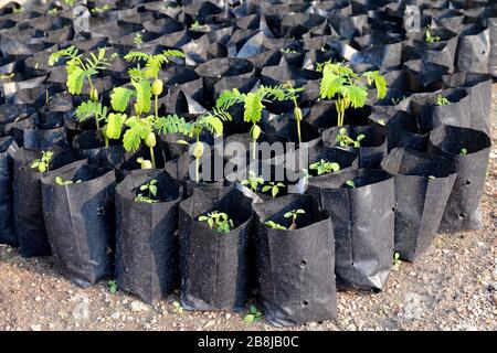 jeunes plants de tamarind dans un sac noir, plantation de tamarin (foyer sélectif) Banque D'Images