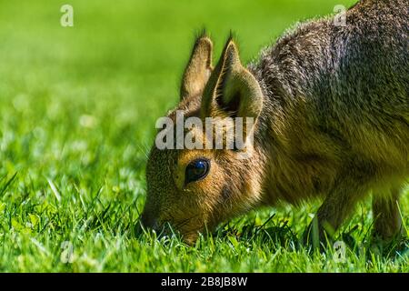 Pampas bunny dans un pré Banque D'Images