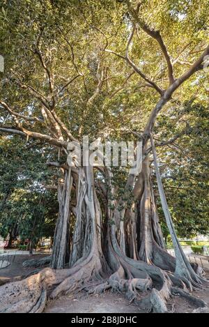 Grand Ficus macrophylla arbre commolny connu sous le nom de Moreton Bay fig dans Giardino Garibaldi Park Palerme, la capitale de la région autonome de Sicile Banque D'Images