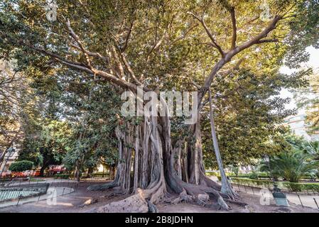 Grand Ficus macrophylla arbre commolny connu sous le nom de Moreton Bay fig dans Giardino Garibaldi Park Palerme, la capitale de la région autonome de Sicile Banque D'Images