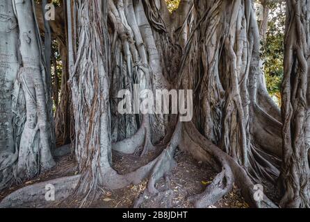 Moreton Bay fig a également appelé Banyan australien dans Giardino Garibaldi Park Palerme, la capitale de la région autonome de Sicile Banque D'Images