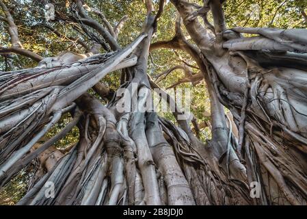 Moreton Bay fig a également appelé Banyan australien dans Giardino Garibaldi Park Palerme, la capitale de la région autonome de Sicile Banque D'Images