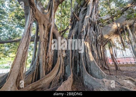 Grand Ficus macrophylla arbre commolny connu sous le nom de Moreton Bay fig dans Giardino Garibaldi Park Palerme, la capitale de la région autonome de Sicile Banque D'Images