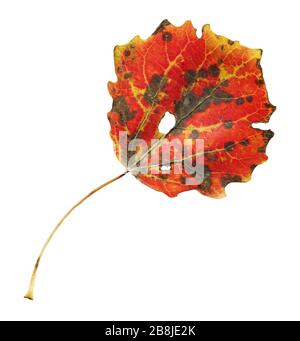 Feuille d'automne de Populus tremula isolée sur blanc Banque D'Images