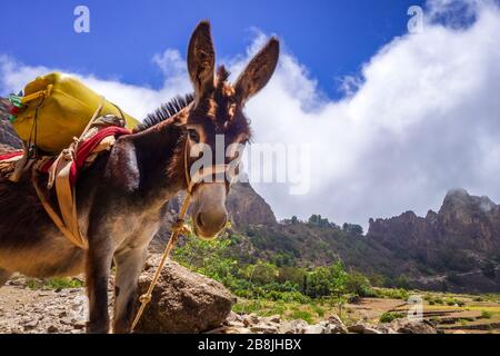 Âne dans le cratère de Cova de Paul votano sur l'île de Santo Antao, au Cap-Vert, en Afrique Banque D'Images