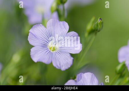 Fleurs d'austriacum de lin. Fleur de Linum usitatissimum. Un lit fleuri avec du linge bleu décoratif Banque D'Images