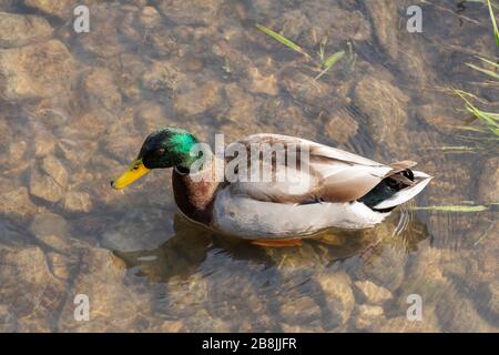 Vue de dessus d'un canard malard de reproduction debout dans l'eau claire avec des gouttes d'eau sur sa tête, anas platyrhynchos Banque D'Images