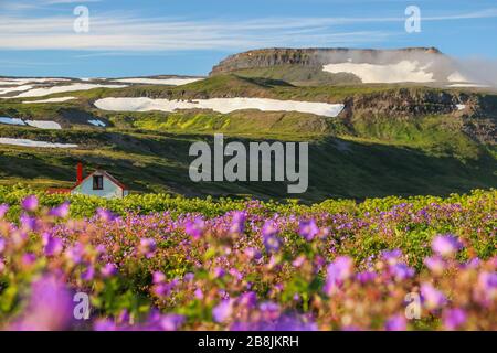 Printemps à Hornstrandir, l'une des plus grandes fléaux d'Europe. Banque D'Images