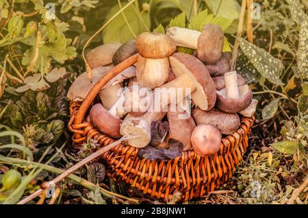 Champignons collectés dans un panier. Champignons dans un panier. Panier avec champignons comestibles Banque D'Images