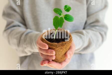 La femme tient un pot écologique dans ses mains avec des semis verts de concombre Banque D'Images