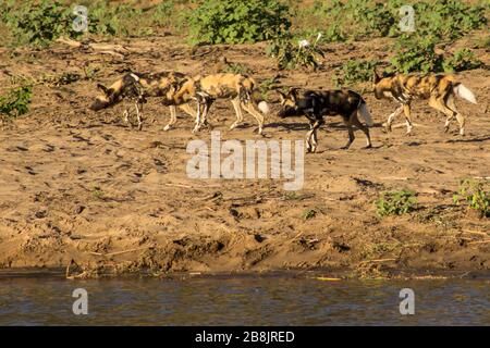 Un petit paquet de loups peints en Afrique, Lycaon pictus, en début de matinée sur les rives de la rivière Olifants, Kruger National Park, Afrique du Sud Banque D'Images