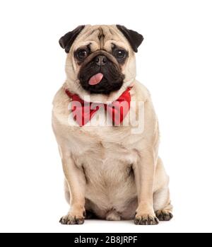 Le PUG avec un nœud Papillon rouge assis, isolated on white Banque D'Images