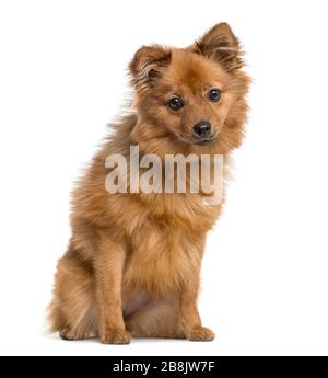 Chiot allemand Spitz assis, 6 mois, isolé sur blanc Banque D'Images