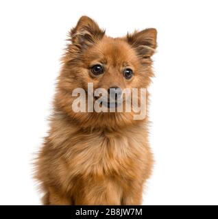 Gros plan d'un chiot allemand Spitz, 6 mois, isolé sur blanc Banque D'Images