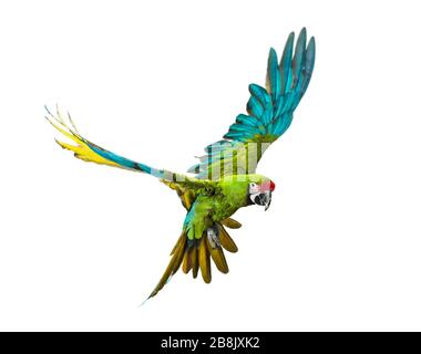 Macaw militaire, Ara militaris, volant, isolé sur blanc Banque D'Images