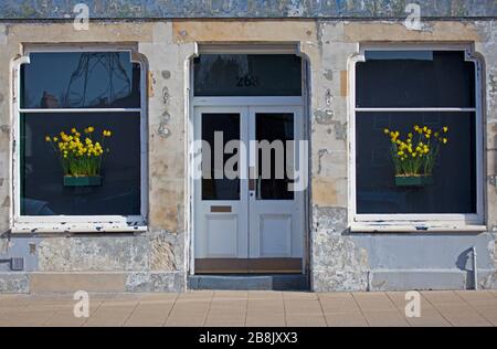 Portobello, Édimbourg, Écosse, Royaume-Uni. 22 mars 2020. Sunshine choisit l'affichage jaune de jonquille à ressort sur le fond sombre dans les boîtes de fenêtre des fenêtres de bureau Haar Architects. Banque D'Images