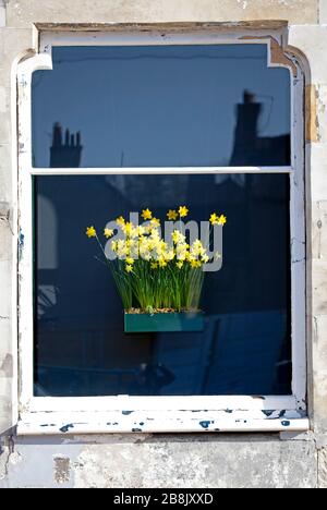 Portobello, Édimbourg, Écosse, Royaume-Uni. 22 mars 2020. Sunshine choisit l'affichage jaune de jonquille à ressort sur le fond sombre dans les boîtes de fenêtre des fenêtres de bureau Haar Architects. Banque D'Images