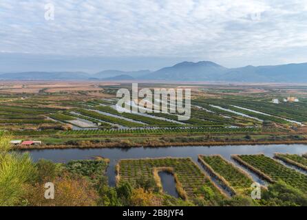 Vergers et champs dans le delta de la rivière Neretva, près de la ville d'Opuzen. Dalmatie, Croatie Banque D'Images