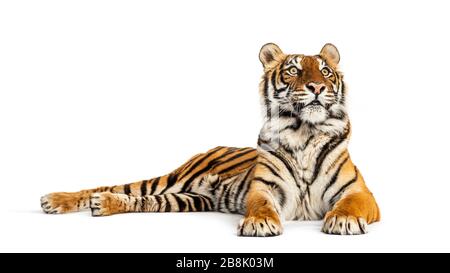 Tigre allongé, regardant loin, grand chat, isolé sur blanc Banque D'Images
