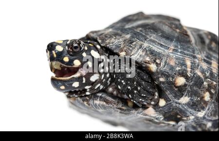 Gros plan d'un mounth de tortue de bassin noir ouvert, Geoclemys hamiltonii, isolé Banque D'Images