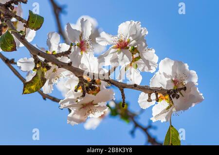 Branche d'amandes en fleurs avec fleurs roses délicates gros plan. Israël Banque D'Images