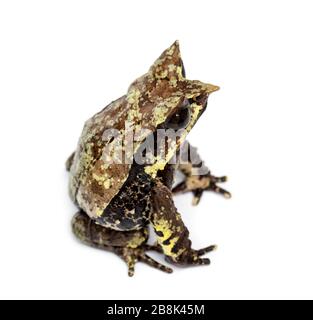 Grenouille à bec long, Mesophrys nasuta, isolée Banque D'Images