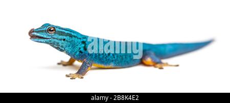 Gecko bleu électrique liant ses lèvres, Lygodactylus williamsi, isolé Banque D'Images