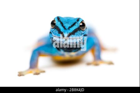 Gecko bleu électrique, Lygodactylus williamsi, isolé Banque D'Images