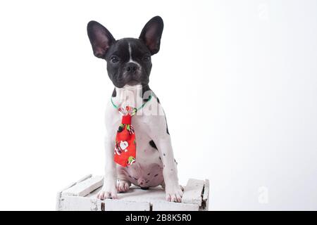 bulldog vêtu d'une cravate rouge sur un fond blanc. Banque D'Images