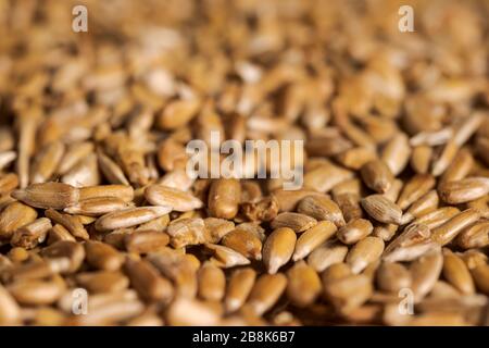 Prise de vue plein format de graines de tournesol rôties étalées sur plateau avec mise au point sélective et fond flou Banque D'Images