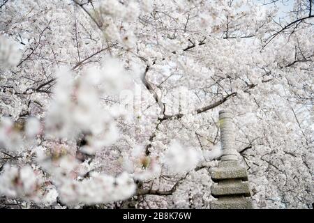 WASHINGTON DC, États-Unis — des cerisiers en fleurs en pleine floraison entourent la pagode japonaise le long du Tidal Basin à Washington DC. La lanterne de granit, un cadeau du Japon, se dresse parmi les cerisiers en fleurs, créant une scène pittoresque qui symbolise l'amitié entre les États-Unis et le Japon lors du festival annuel national des cerisiers en fleurs. Banque D'Images