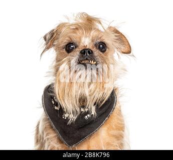 Headshot d'un vieux chien de Griffon Bruxellois, à la dent mauvaise, isolé sur blanc Banque D'Images