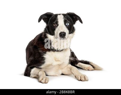 Chien collie couché à bordure noire et blanche, isolé sur blanc Banque D'Images