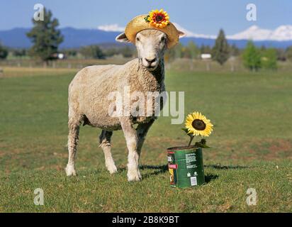 Une femelle brebis portant un chapeau de paille sur un pâturage d'été dans une petite ferme dans le centre de l'Oregon près de la ville de Bend. Banque D'Images