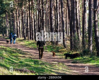 John Muir Country Park, East Lothian, Écosse, Royaume-Uni. 22 mars 2020. Météo au Royaume-Uni : le soleil de printemps permet aux gens de profiter de l'extérieur malgré les mesures de distanciation sociale. Les gens marchant des chiens sur un sentier pédestre à travers les pins écossais Banque D'Images