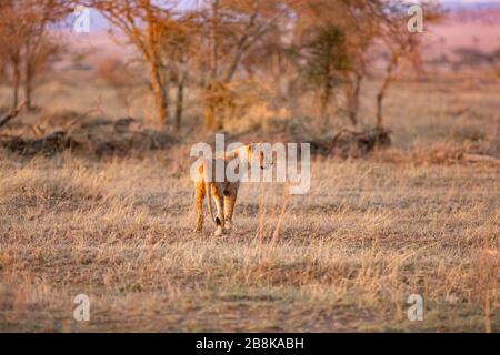 Lion marchant tôt le matin à Serengeti, Tanzanie. Lever du soleil, Afrique de l'est. Banque D'Images