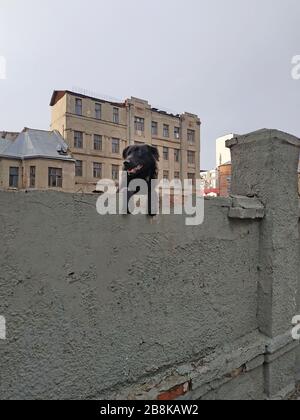 Un chien noir se décache derrière une clôture en béton. Un chien est assis sur une clôture et regarde les passants. Le drôle de chien noir regarde avec sa bouche ouverte. Banque D'Images