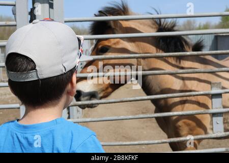 Le petit garçon regardant le zoo, et parler avec un cheval Banque D'Images