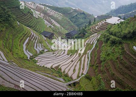 Une maison d'agriculteur est située sur une pente raide entre les terrasses de riz sculptées dans un ravin étroit sur un flanc de montagne à long Ji au nord de Guilin, Chine. Banque D'Images