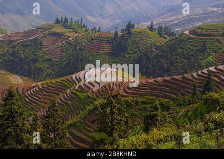 Les terrasses de riz s'enveloppent dans des pentes au nord de Guilin, en Chine. Banque D'Images