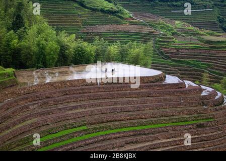 Un agriculteur chinois utilise un buffle d'eau pour labourer sur la terrasse de riz de Longji au nord de Guilin, en Chine. Banque D'Images