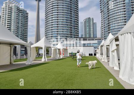 Marcher le chien dans le parc avec le paysage urbain de Toronto Banque D'Images