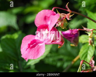 Belle fleur rose de l'espèce envahissante balsam himalayenne, Impatiens glandulifera Banque D'Images