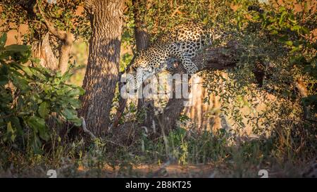 Leopard sautant d'un arbre dans le parc national Kruger, Afrique du Sud ; espèce Panthera pardus famille des Felidae Banque D'Images