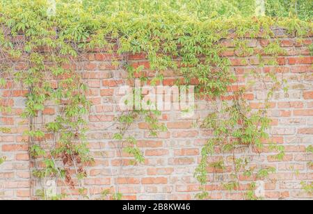 Ancienne texture de mur de brique rouge. Fond grunge de texture de mur de brique rouge. Feuilles vertes sur fond de mur Banque D'Images
