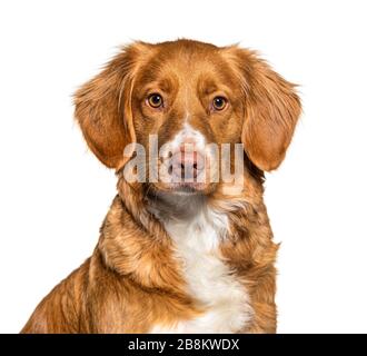 Tir en tête d'un chien de récupération de canard de Nouvelle-Écosse, isolé sur blanc Banque D'Images