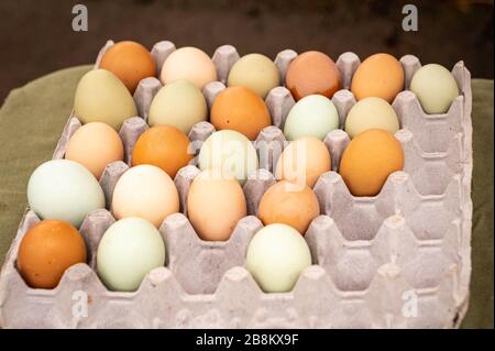 Carton de ferme frais, bio, oeufs pris au marché des agriculteurs CitySeed, Wooster Square, New Haven, CT Banque D'Images