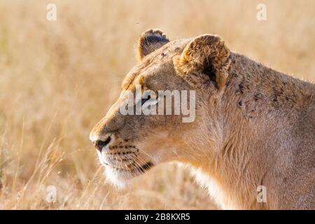 Lion d'Afrique dans le parc national Kruger, Afrique du Sud ; espèce Panthera leo de la famille des Félidés Banque D'Images