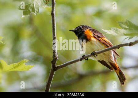 Vue de dessous de l'oiseau américain Redstart de près Banque D'Images