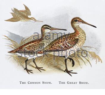 Snipe commune (Gallinago gallinago), Grand Snipe (Gallinago media), illustration vintage publiée en 1898 Banque D'Images